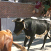 foto de los novillos